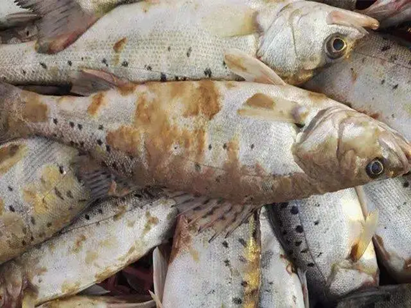 深秋水霉來襲，避開這三顆雷