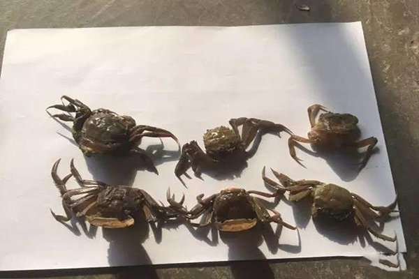 河蟹即將蛻二殼，你需要注意這些問題